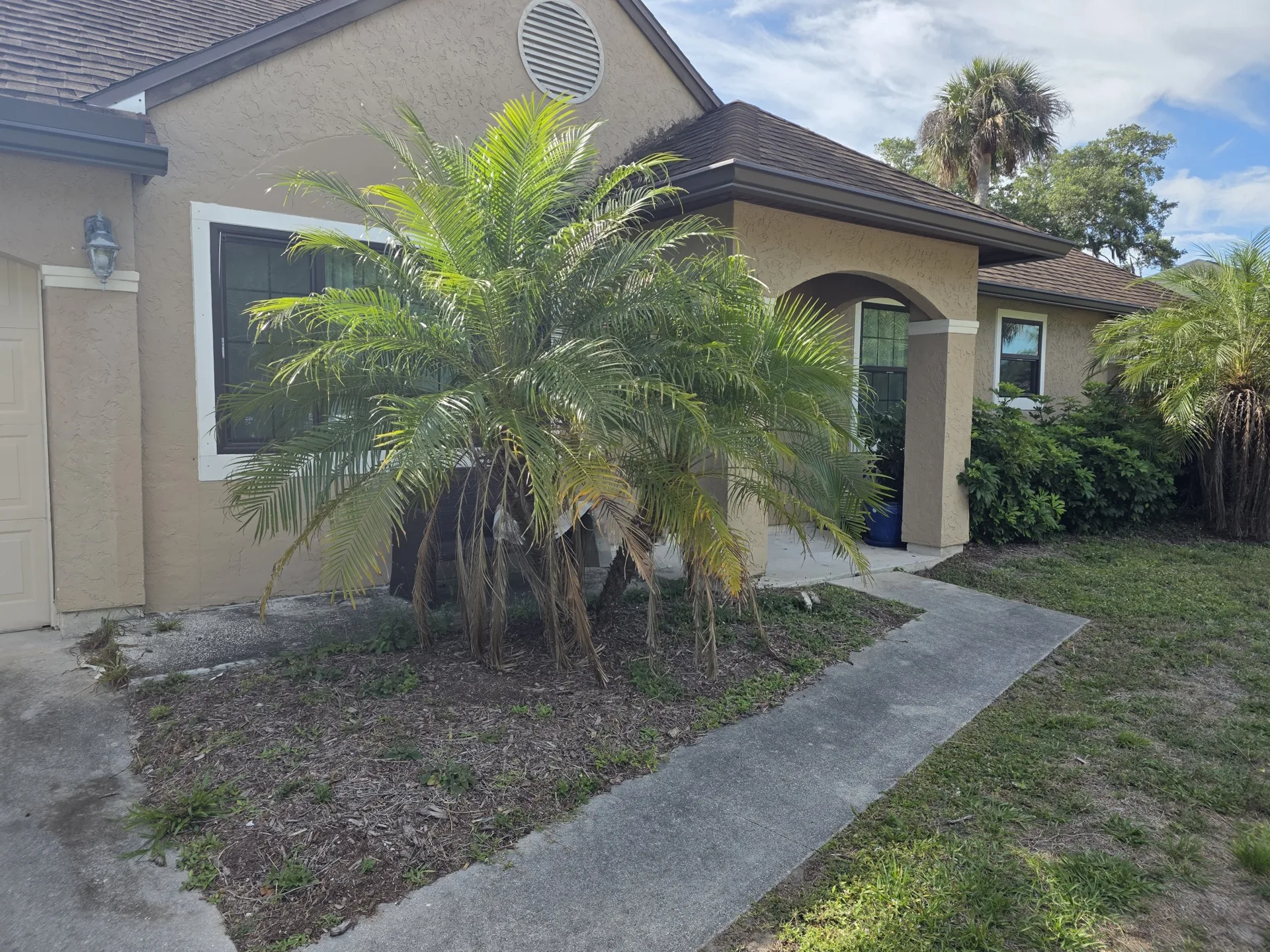 Overgrown pygmy date palm with dead fronds before trimming